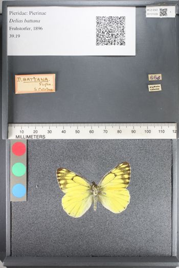 Media type: image;   Entomology 131539